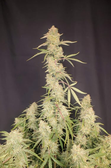 Instagram Orange Sherbet Auto