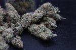 Instagram Garlic Mint Sherbet Auto™