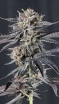Instagram Mendo Cherry Cookies Auto™