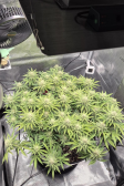 Instagram Gorilla Melon™