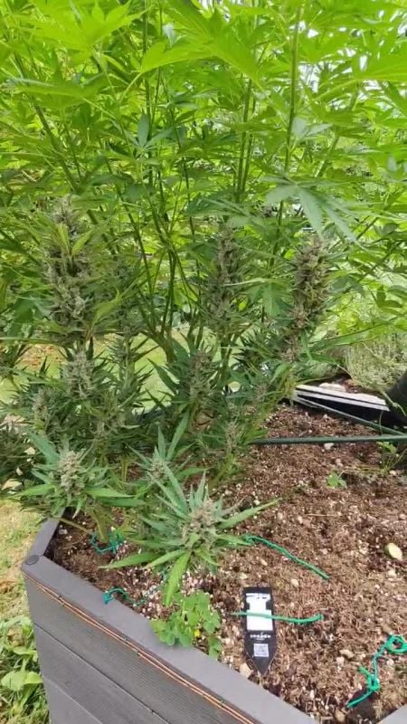 Mango Cherry Runtz Auto @max____8983 DIS 