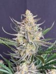 Instagram Big Bud Auto