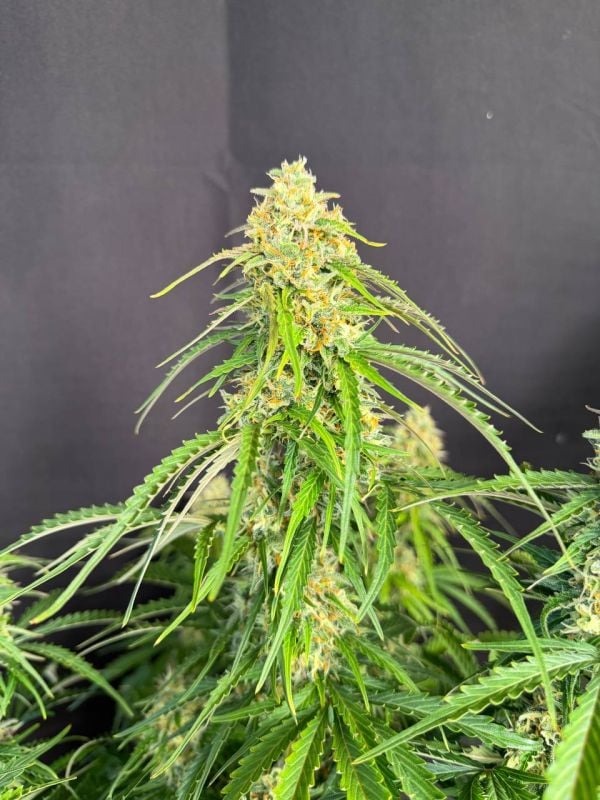 Instagram Jack Herer Auto