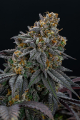 Instagram Lemon Cherry Runtz™