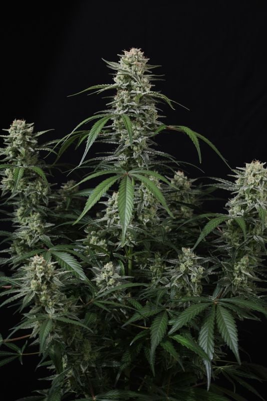 Instagram Banana Cherry Cookies Auto