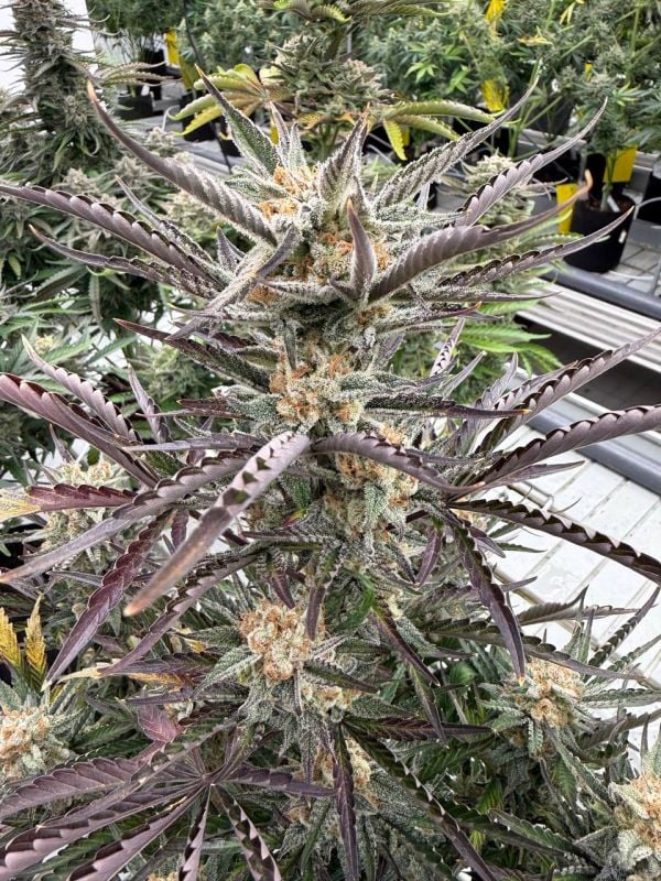 Instagram Blueberry Auto
