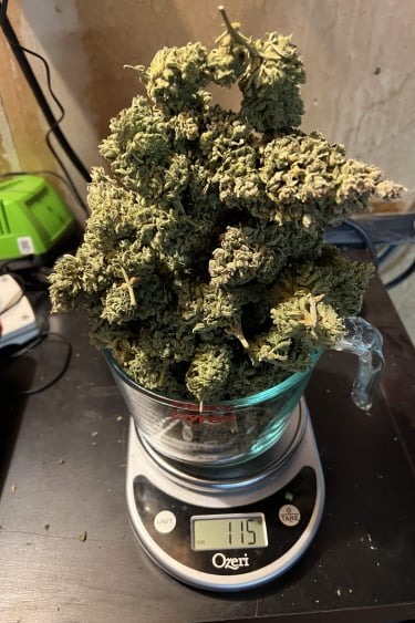 Instagram White Widow Auto