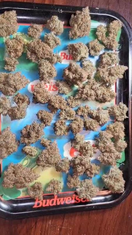 Strawberry Gorilla Auto @doug1509 DIS 