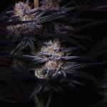 Instagram Mendo Frost Auto™