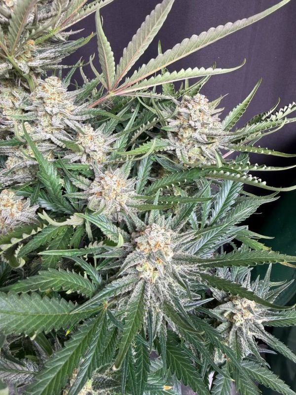 Instagram White Widow Auto