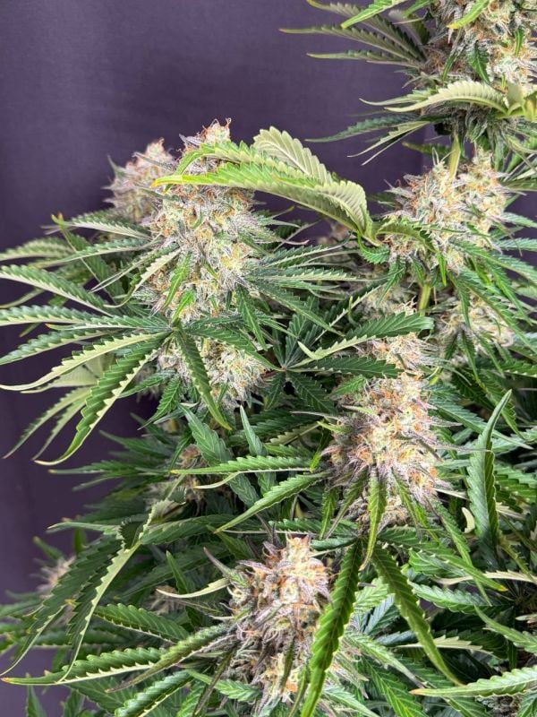 Instagram Moby Dick Auto