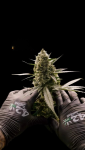 Instagram Banana Purple Punch Auto RF3™