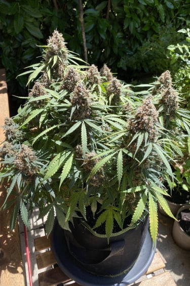 Instagram Amnesia Haze Auto