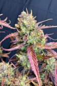 Instagram Gorilla Punch Auto