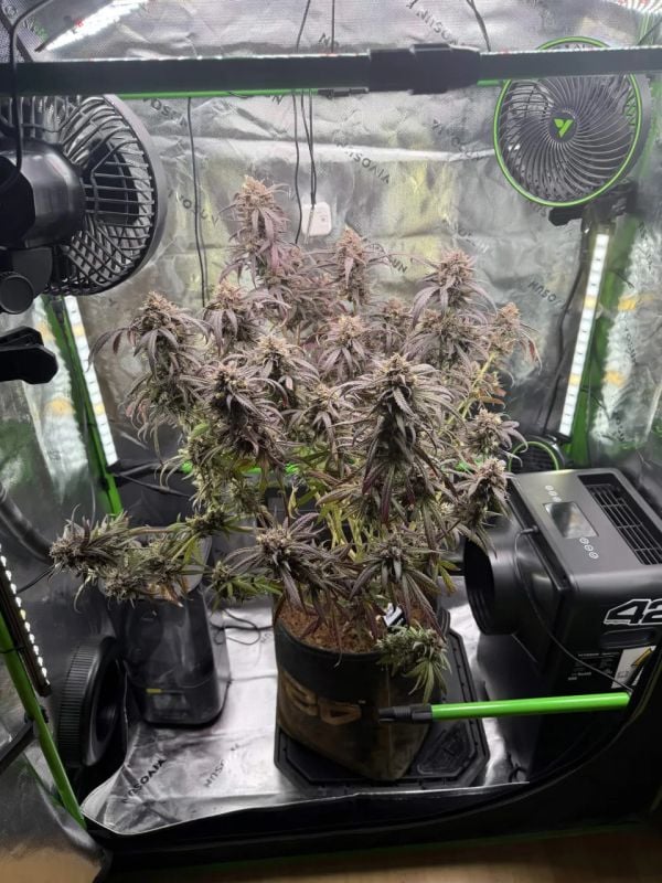 Instagram Mango Frost Auto
