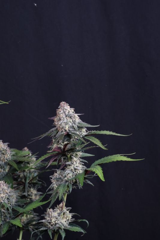 Instagram Lemon Cherry Sundae Auto