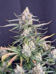 Instagram Big Bud Auto