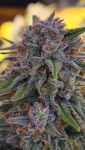 Instagram Papaya Cookies Auto™