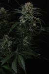Instagram Banana Cherry Cookies Auto™
