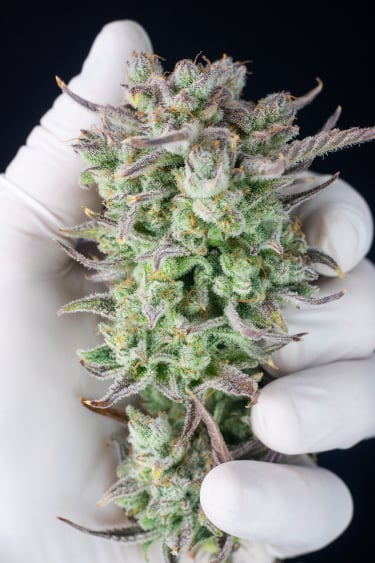 Instagram Strawberry Banana Auto