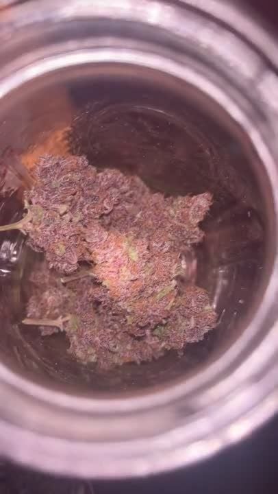 Lemon Cherry Cookies Auto @JoExotic GD 3