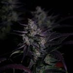 Instagram Banana Guava Auto™