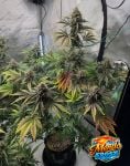 Instagram Mendo Frost Auto™