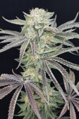 Instagram Gorilla Melon™