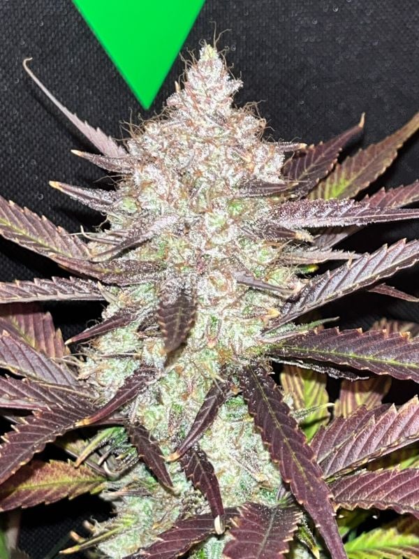 AUTO | Guava Auto RF3™