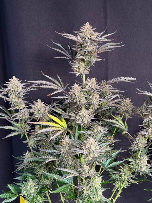 Instagram Cheese Auto