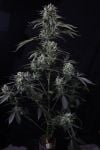 Instagram Banana Guava Auto™