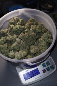 Instagram Gorilla Melon™