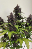 Instagram Purple Haze Auto™
