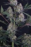 Instagram Lemon Tree Auto™