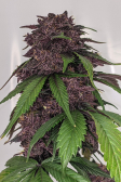 Instagram Blackberry Auto