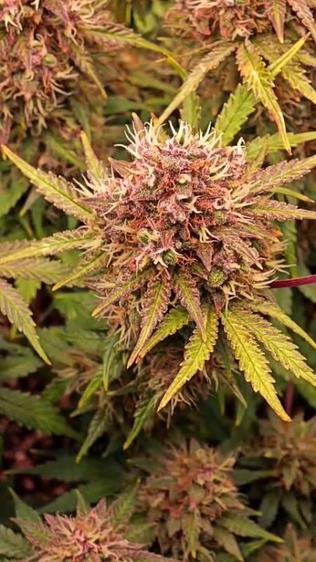 Banana Purple Punch Auto RF3 @trelopoulos DIS 