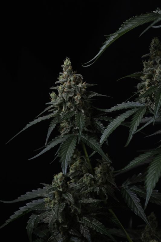 Instagram Banana Cherry Cookies Auto
