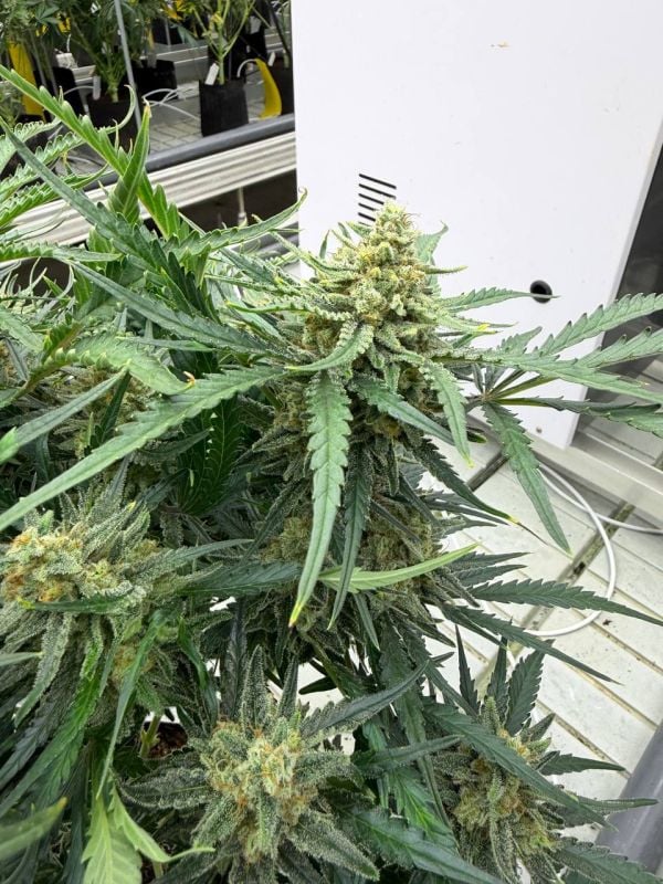 Instagram White Widow Auto