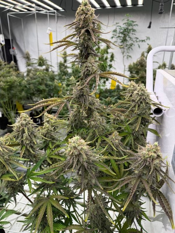 Instagram Afghan Kush Auto