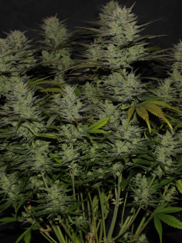 Instagram Northern Lights Auto