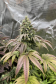 Instagram Papaya Sherbet™