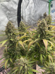 Instagram Pineapple OG Auto™