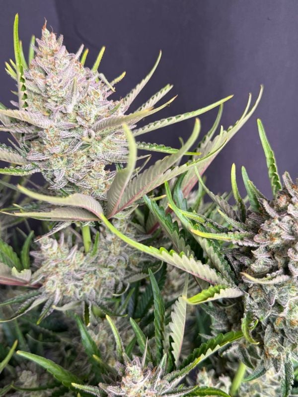 Instagram Trainwreck Auto