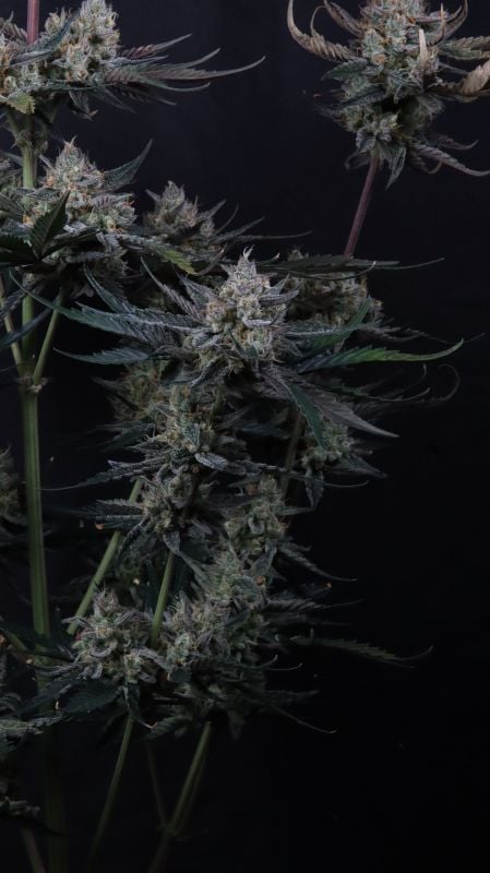 Instagram Guava Runtz Auto