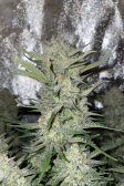 Instagram Gorilla Cookies Auto