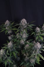 Lemon Cherry Sundae Auto