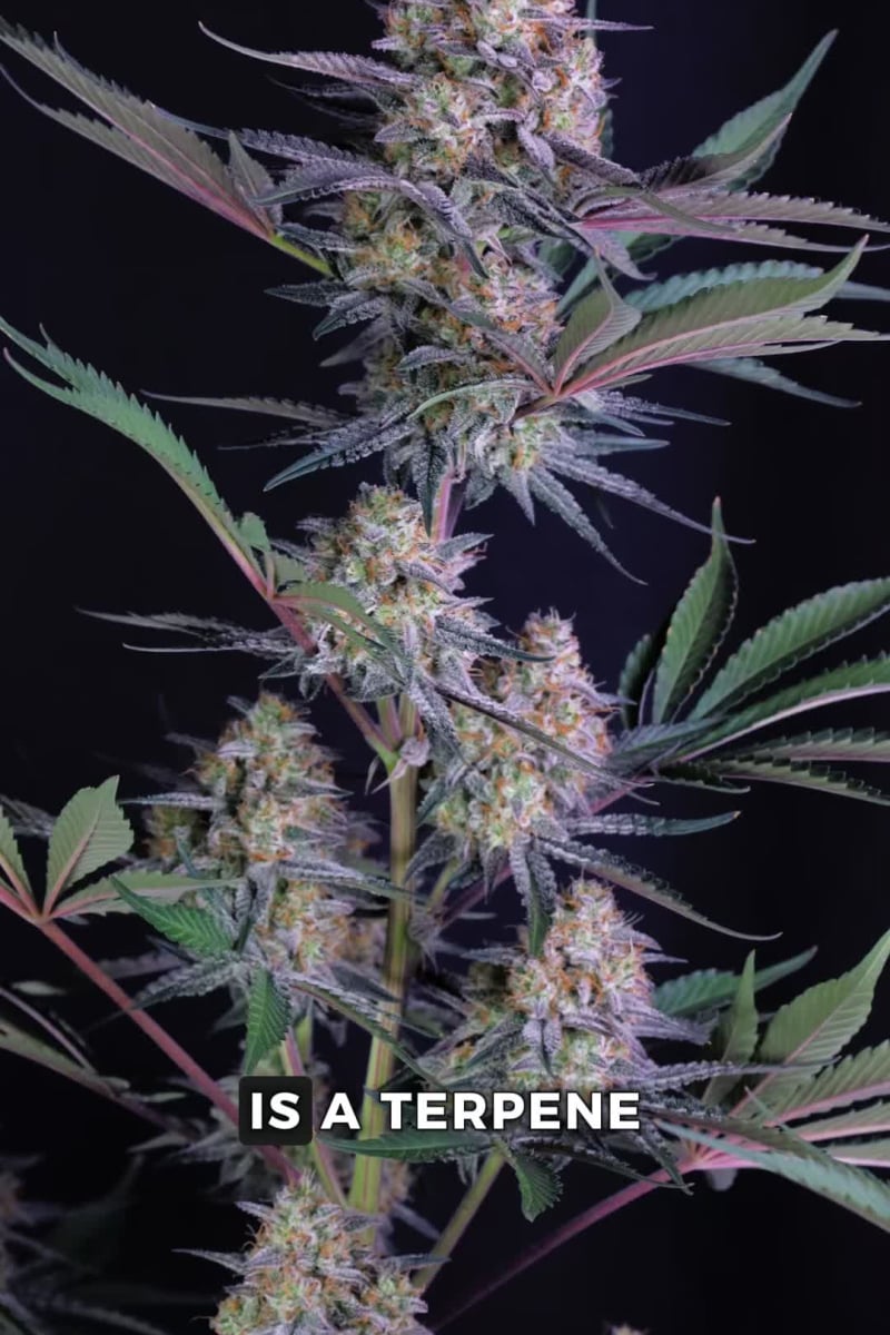 Lemon Tree video