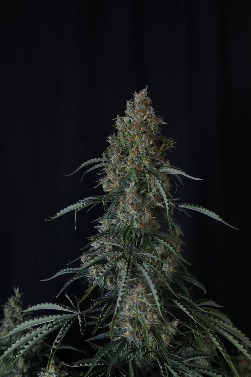 Photo of Gorilla Z Auto
