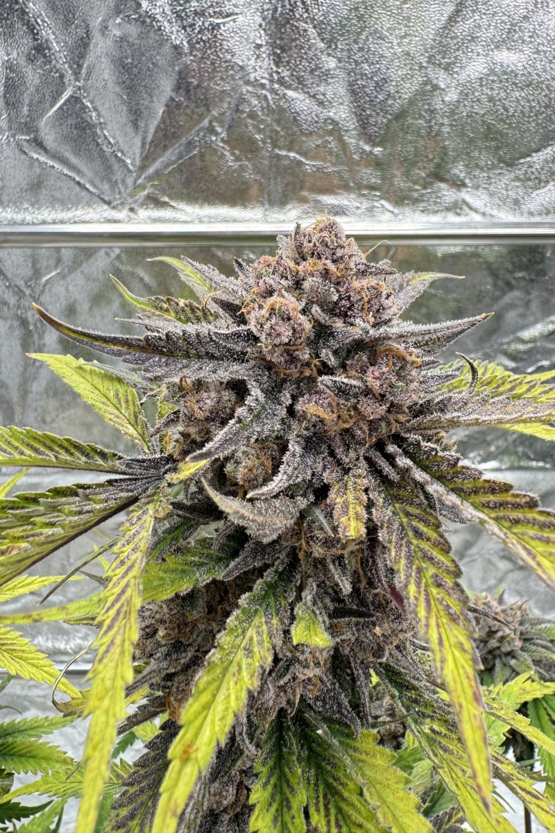 Photo of Cherry Cola Auto RF3