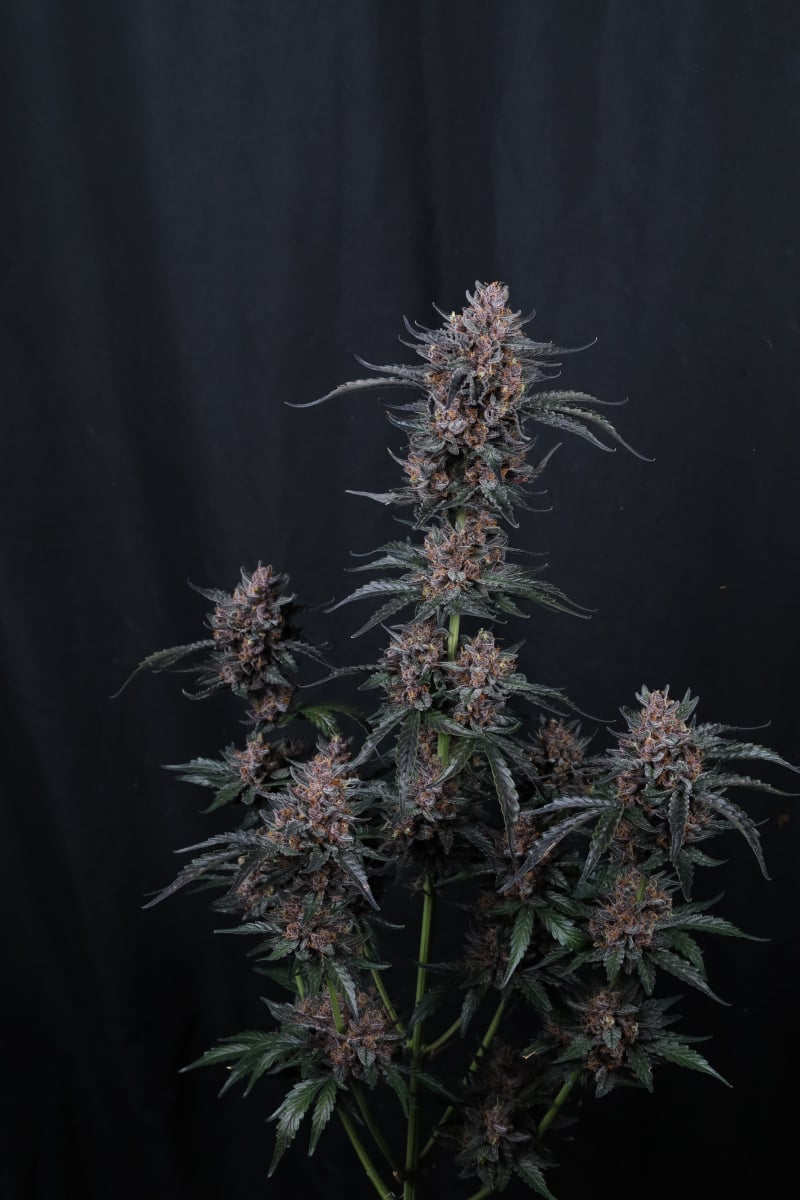 Photo of Mango Cherry Runtz Auto